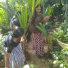 Coconut plant distribution program for the members of Kandanawatta Women's Work Organization (2023-06-16) 